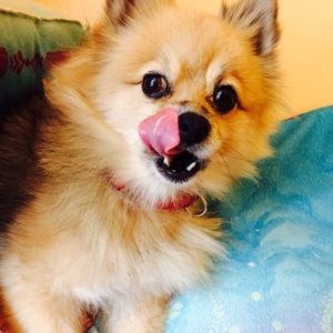 Meet your Posher, Mia